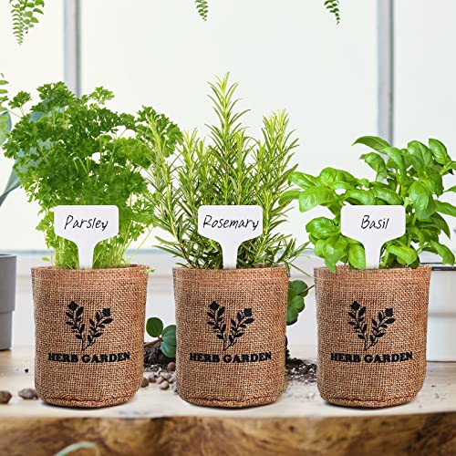 Indoor Herb Garden Starter Kit, 5 NonGMO Herb Seeds Basil, Parsley