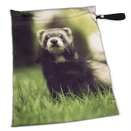 Amazoncom Cvjhaq Lovely And Cute Baby Ferrets Or Weasel In Summer Amazoncom Cvjhaq Lovely And Cute Baby Ferrets Or Weasel In Summer