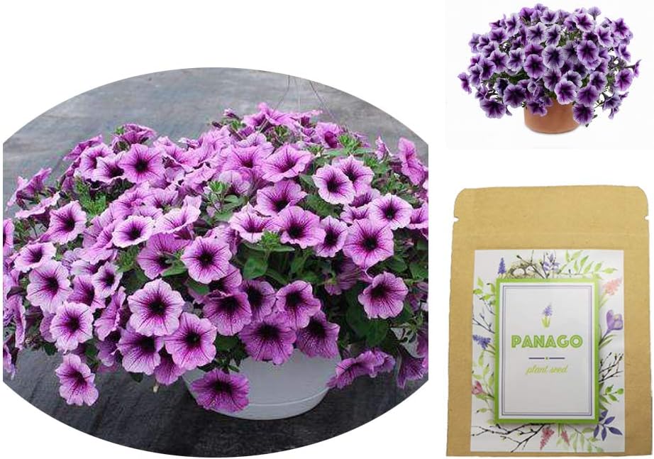 Petunias Seeds (Purple Veins) for Indoor & Garden Planting, Non-GMO Perennial Potted Petunia Hybrida Flower Seeds by Panago Seeds