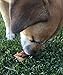K9 Connoisseur Single Ingredient Dog Bones Made in USA for Small Breed Dogs All Natural Meaty Beef Chew Treat Bone Best for Puppies Up to 15 Pounds (1 Pk of 5 Ribblets)