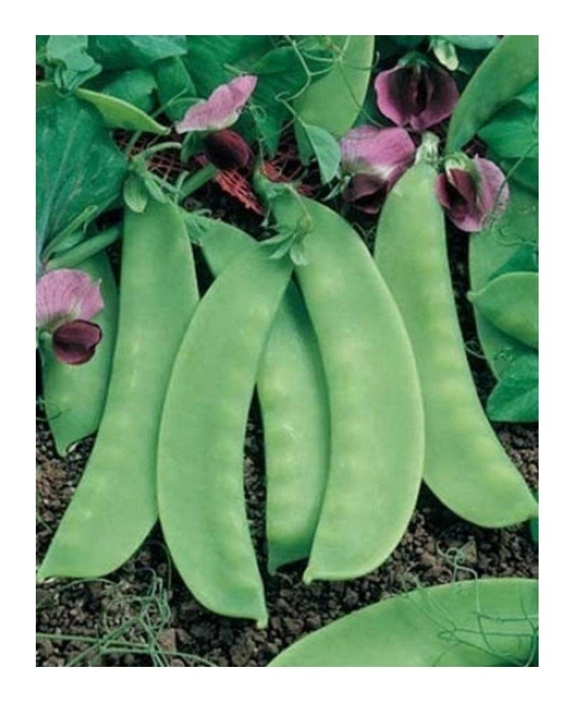 PREMIER SEEDS DIRECT - Pea - Mange TOUTS - CAROUBY DE MUASANNE - 250 Seeds