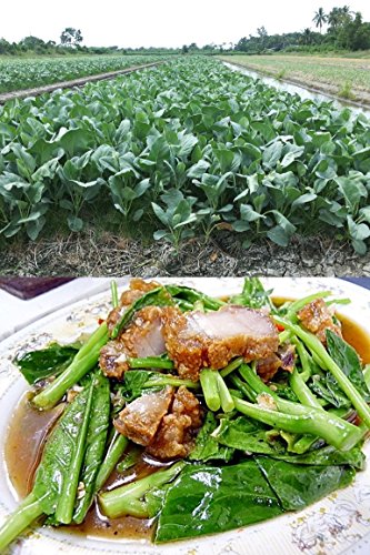 Organic (1500 Seeds) Kai lan-Gai lan-Chinese Broccoli-kale-Kailaan no GMO Vegetable Seeds + Free Thai Food Recipe