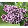 (1) - Sensation Lilac (Syringa) - Starter Plant (8L) (1 Live Plant)
