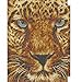 DIY 5D Diamond Painting by Number Kits, Full Drill Crystal Rhinestone Embroidery Pictures Arts Craft for Home Wall Decor Gift,Leopard Tiger