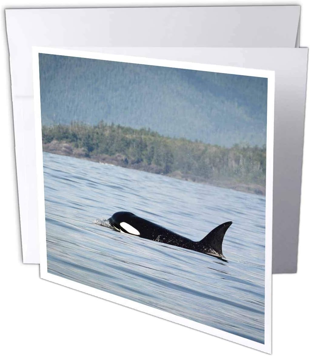 3dRose gc_135022_2 6 x 6-Inch "British Columbia/Vancouver Island/Clayoquot/Orcas Whales Cn02 Mfr0016 Mfr" Greeting Card