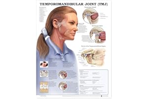 Temporomandibular Joint (TMJ) Anatomical Chart