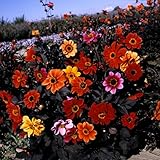 Kings Seeds - Dahlia Bishops Children - 100 Seeds