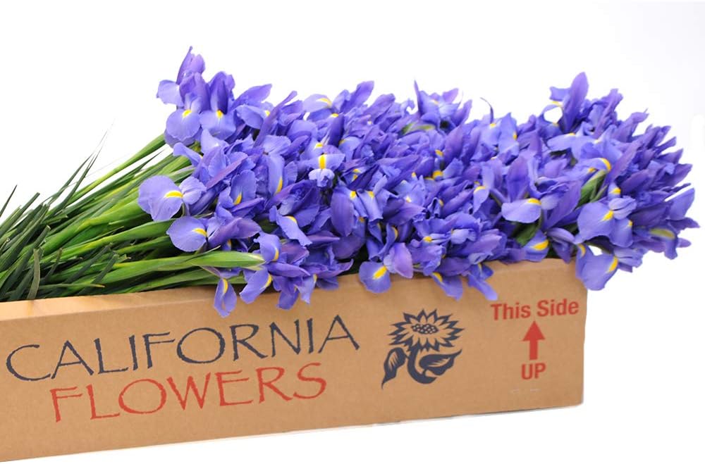 Stargazer Barn 250 Stems of Fresh Telstar Iris- DIY Wholesale Party Pack Fresh Flowers Farm Direct