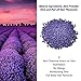 (3 Pack) 450g Hard Wax Beans, Brazilian Bikini Pearl Wax, Hot Wax Beads Hair Removal for Face, Body, Eyebrow, Nose, Leg - Depilatory Painless European Facial Wax for Women Men, All Lavender Flavor
