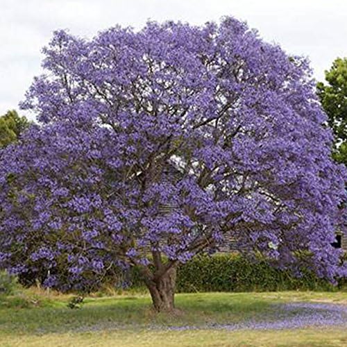 Rosepoem Blue Jacaranda Tree Jacaranda Mimosifolia Stunning Tree Bonsai-1200pcs