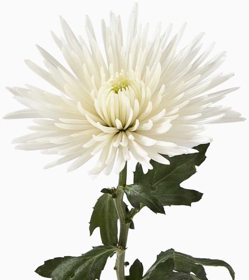 Amazon Com Vistaflor 100 White Spider Mums Chrysanthemum Wholesale Fresh Cut From The Farm Fresh Cut Format Chrysanthemum Flowers Everything Else