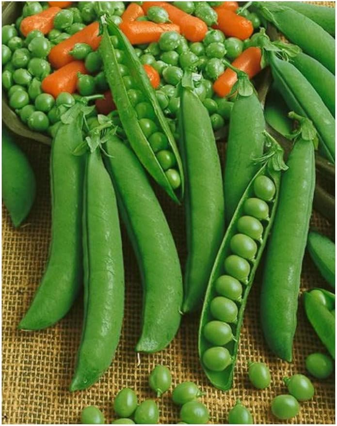 PREMIER SEEDS DIRECT Pea Progress NO 9250 Seeds Amazon