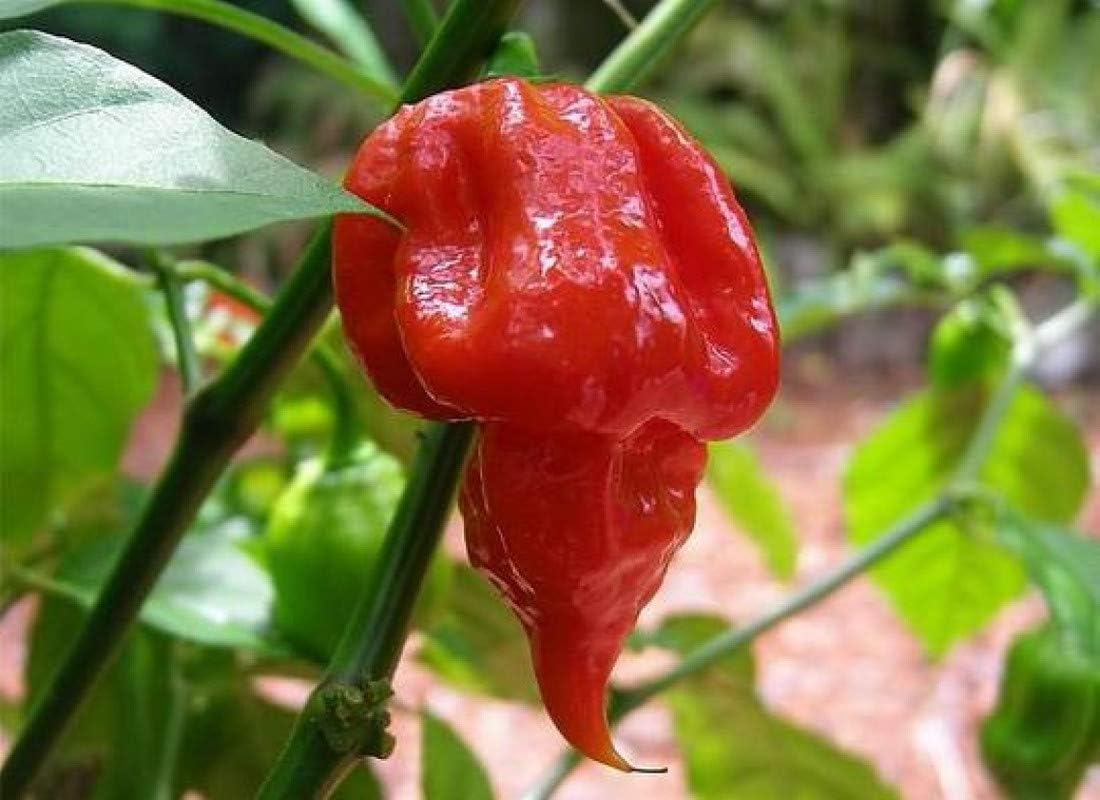 Trinidad Scorpion Butch T Red 10 Chilli Seeds by CHILLIESontheWEB Pick and Mix Get 4 Packs for Price of 3