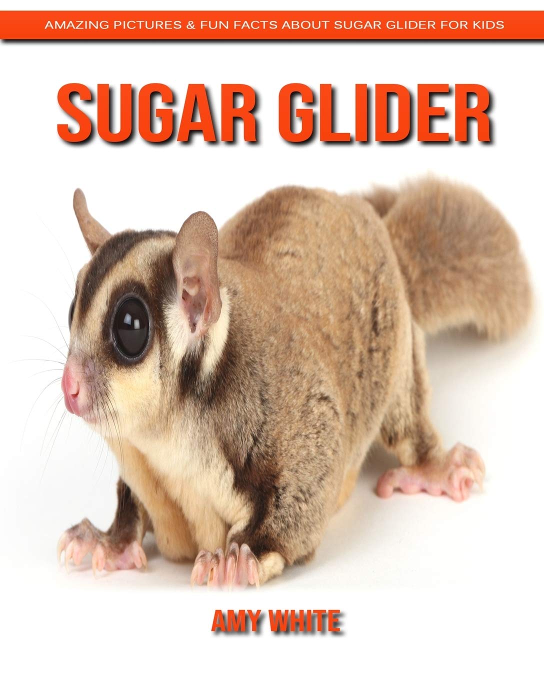 sugar glider
