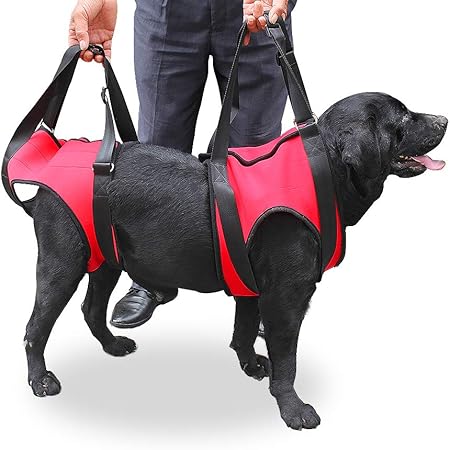 harness to help dog down stairs