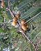 Phyllanthus emblica - Amla - 20 seeds
