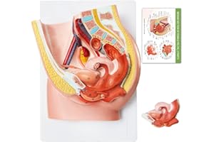 HADWYN 2024 New Design Female Pelvis Reproductive Anatomy Model,Life Size Female Pelvic Skeleton Model, Anatomy Medical Model for Science Education with Detailed Product Manual