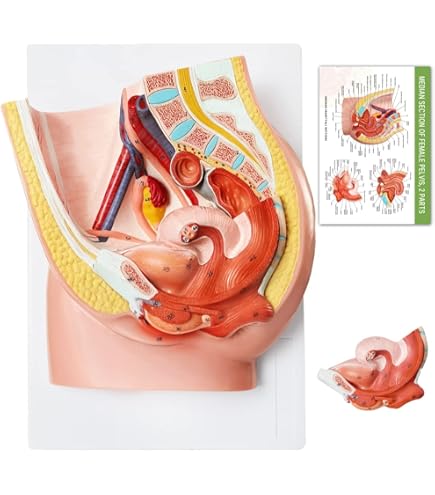 Amazon.com: Female Anatomy Model