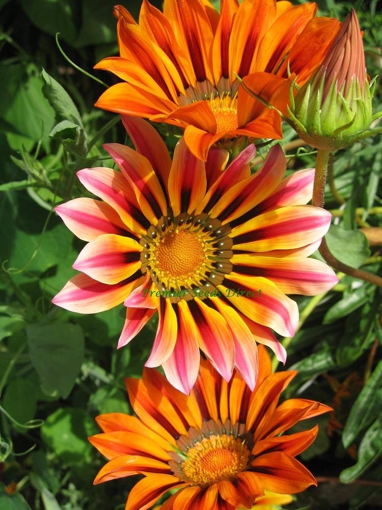 PREMIER SEEDS DIRECT - Gazania - Sunshine Hybrid Mix - 140 Seeds - Annual