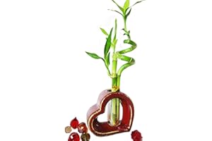 9GreenBox - Lucky Bamboo - Spiral Style with Hollow Heart Shaped Ceramic Vase