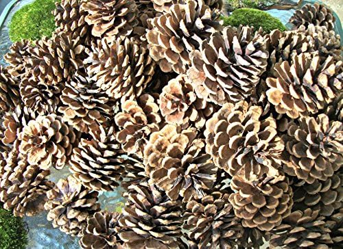 50 Pine Cones - Wedding Pine Cones, Wreathe Pine Cones, Natural Pine Cones