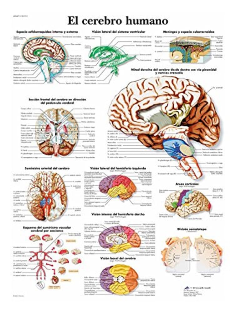 3B Scientific Printed in Paper, The Human Brain, 1