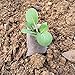 Cosweet 500 Pcs Biodegradable PLA Nursery Bags- 3 Sizes Fabric Seedling Plant Grow Bags, Germinate Quickly Small Pouch for Vegetable Flower Potato Tomato Garden Seed Starting & Transplant Supply