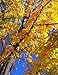 Notebook: Autumn Fall Leaves Maple Tree Yellow Season Harvest Solstice Red Brown by Wild Pages Press