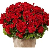 WAIFOMEI 8 Bunches Artificial Geranium Silk Flower Bush Red 19 Inches Faux Geranium Flowers Plant for Outdoor Planter Home Patio Garden Decoration