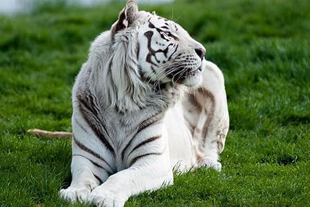 Amazon Co Jp A0 特大 ポスター タイガーアルビノ草うそ捕食者大きな猫 壁紙ウォールステッカーポスター A0 11x841mm Generic