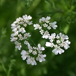 Aromatics International Pure Organic Coriander