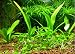 NEW! aquarium grass seeds (mix) water aquatic plant seeds (15 kinds) home hydroponics plant seeds - 50 seeds / lot