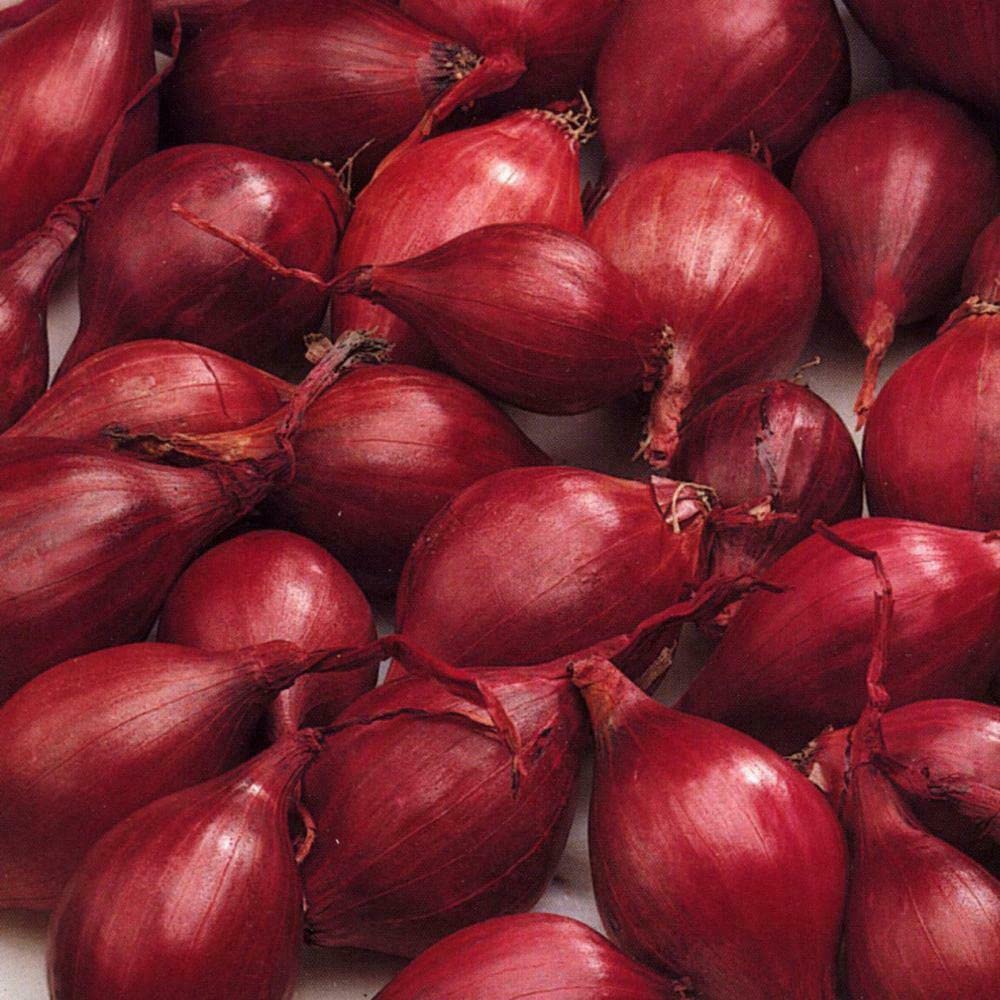 Red Baron Onion Sets - Popular in Salads- Sharp Pungent Flavour- Start Growing in Your Beautiful Garden Today – RHS Award of Garden Merit (100)