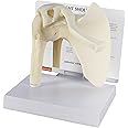 GPI Anatomicals - Basic Shoulder Model, Right Shoulder Joint Replica for Human Anatomy and Physiology Education, Anatomy Model for Doctor's Office and Classrooms, Medical Learning Resources