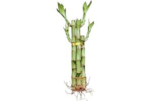 GENERIC Live Lucky Bamboo Plant, 5 Stalks Bundle with 3 Six-Inch and 2 Eight-Inch Stems, Natural Indoor Houseplant