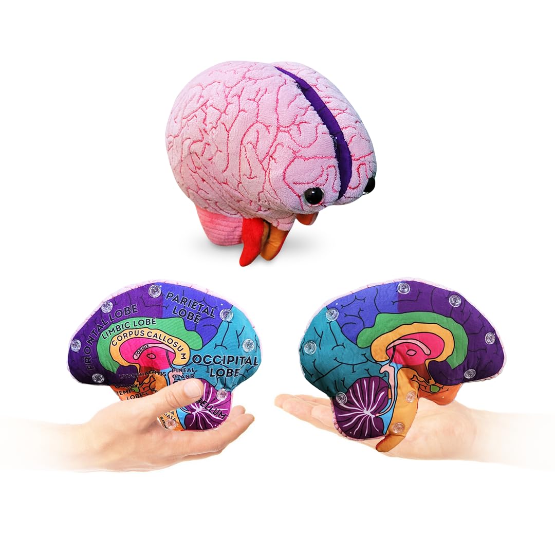 Photo 1 of GIANTmicrobes Brain Model, Human Brain Anatomy Model, Brain Model for Kids, Brain Model for Neuroscience, Brain Model for Teaching, Brain Model for Psychology, 3D Brain Model, Brain Anatomy Toy