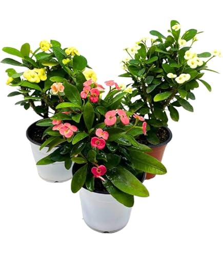 Amazon.com : Live 1 Gallon Plant, Euphorbia Milli, Crown of Thorns Plant,  Corona de Cristo planta (Yellow and White maha mk : Patio, Lawn & Garden