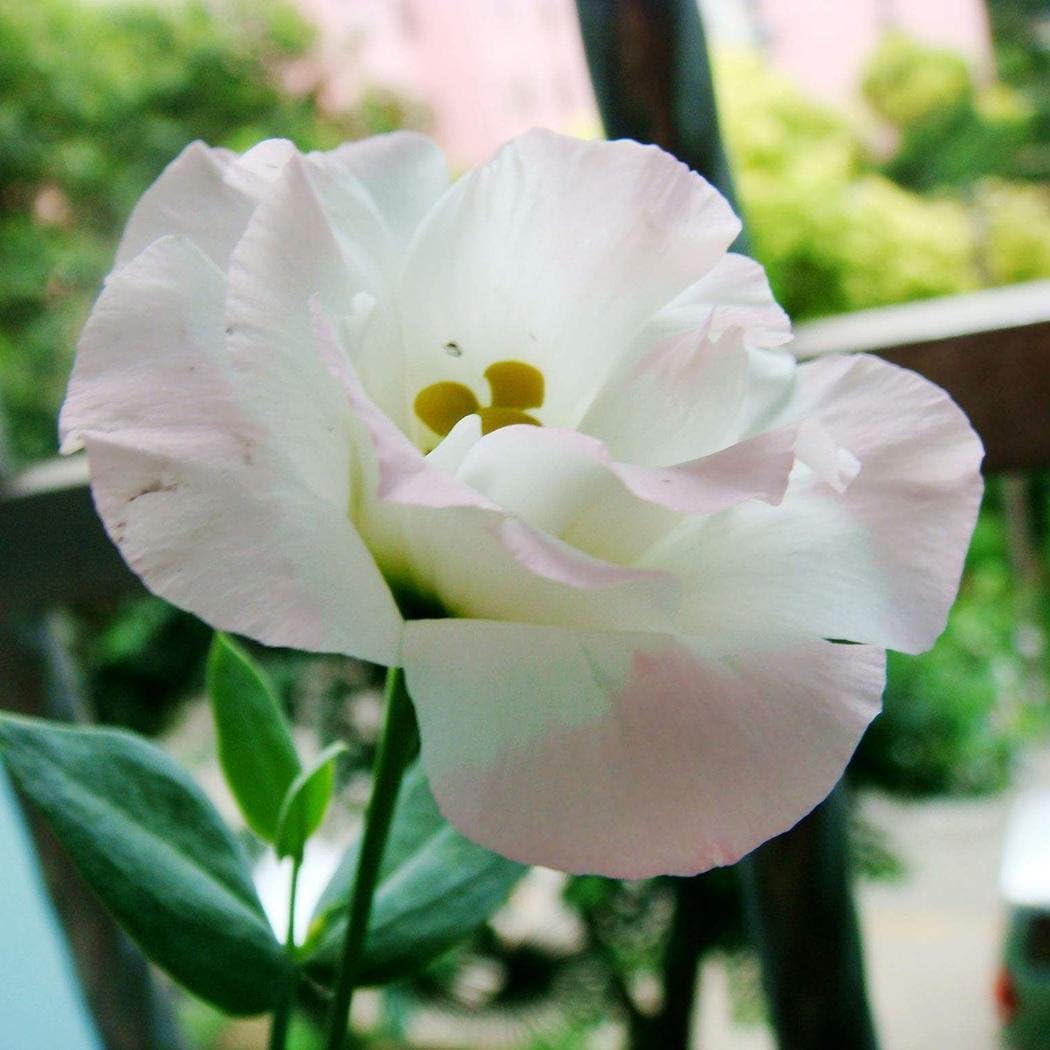 TelDen 100PCS Eustoma Lisianthus Flower Seeds Eustoma Grandiflorum Seeds Outdoor Plants Flowers