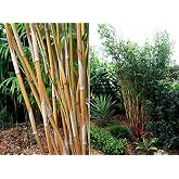 Bambusa Alphonse KARR/Golden Hedge Clumping Bamboo- Non-Invasive Variety 1 Gal Size