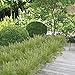 GTidea 2pcs Artificial Plastic Boston Ferns Bush Faux Grass Leaves Fake Shrubs Plant Greenery Home Garden Wedding Patio Outside Balcony Gallery Decor
