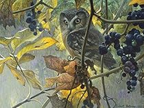 Saw-whet Owl and Wild Grapes