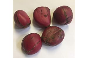 Cola Nitida, 1 Fresh Seed, kola nut, Cola Nut, Very Rare viable Seeds:Package Contatins Seeds