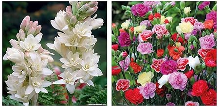 Kraft Seeds Gate Garden Rajnigandha Double Flowering Fragrant Polianthes Tuberosa Flower Bulbs/Seeds & Mix Carnation Flower Seeds with 100g Agro peat (Multicolour) Combo