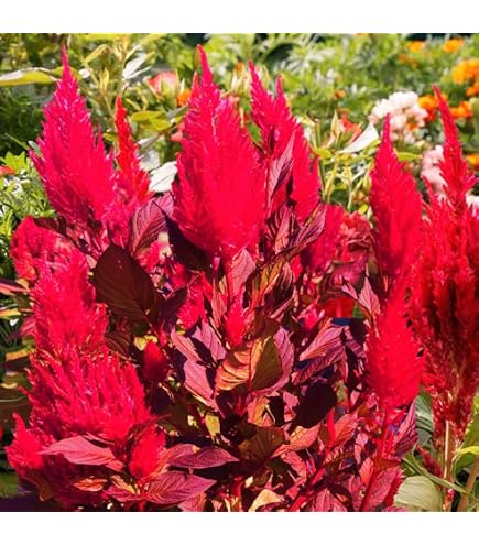 Amazon.com : Park Seed Celosia Flower Plant Seeds, Easy to Grow, Perfect  for Spring Garden, Crested Dracula, Pack of 10 : Patio, Lawn & Garden