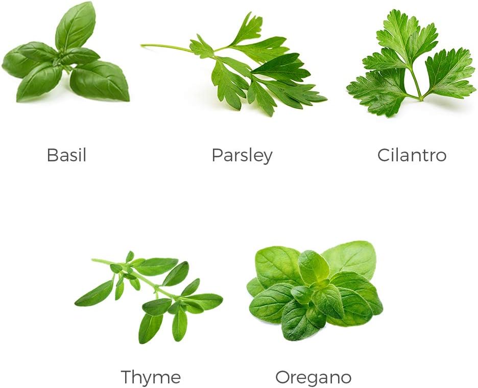 Amazon Com Environet Herb Garden Seeds Collection 5 Culinary Herb Seeds Pack Basil Cilantro Parsley Thyme And Oregano Seeds Heirloom Seeds For Planting Garden Outdoor