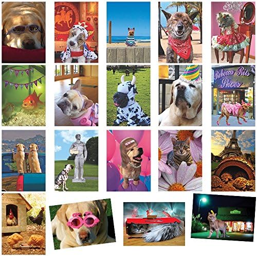 Animal Alley All-Occasion Humorous Greeting Card Value Assortment - Value Box of 20 Cards