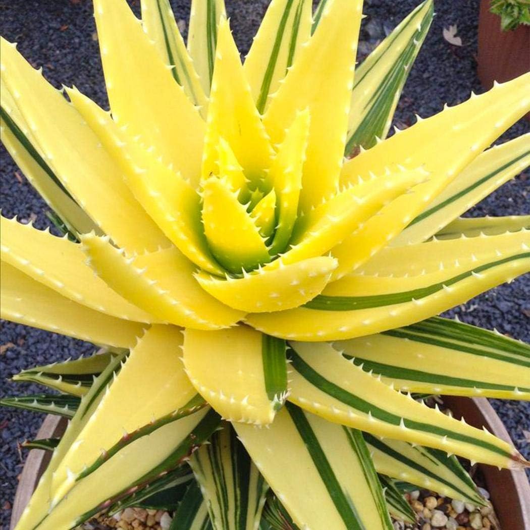 Masoke Seeds -"Lily of The Desert" Colored 100 Grain Real Aloe Vera (Aloe barbadensis) Seed First aid Plant, Miraculously Healing Powers