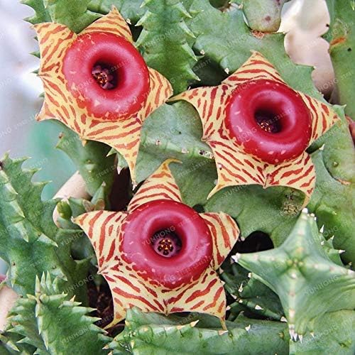 Cushy SEEDS:100 Pcs Huernia zebrina Bonsai lithops Pseudotruncatella Succulents Raw Stone Bonsai DIY Home Garden Planting Easy To Grow : 6