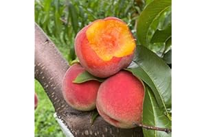 5+ Dwarf Peach Tree Seeds for Planting,Organic Fruit Tree Seeds,Prunus Persica Seed Non-GMO Heirloom for Sweet Juicy Fruit, S