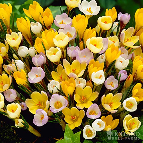 Mixed Botanical Crocus Jumbo Pack